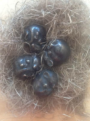 Dormice