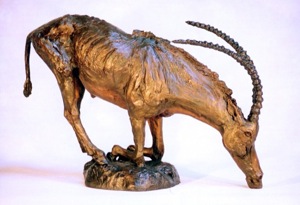 Sable Antelope